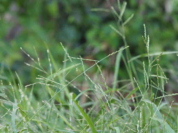 Urochloa distachyos Habit