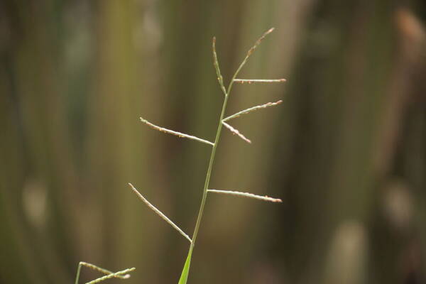 Urochloa distachyos Inflorescence