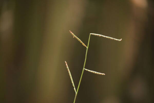 Urochloa distachyos Inflorescence