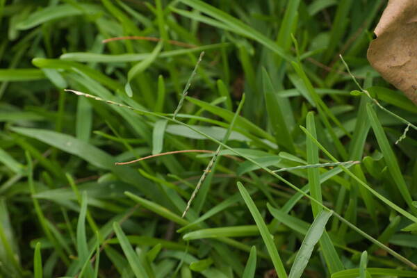 Urochloa distachyos Inflorescence