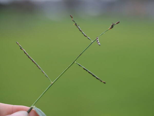 Urochloa distachyos Inflorescence