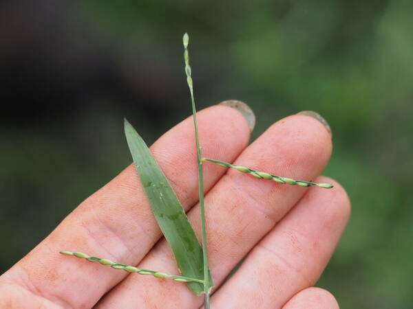 Urochloa distachyos Inflorescence