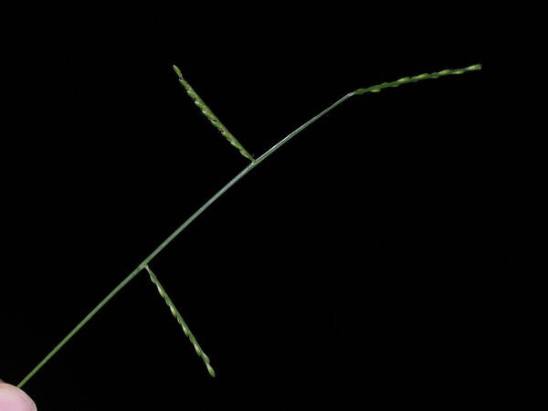 Urochloa distachyos Inflorescence