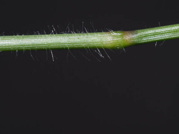 Urochloa distachyos Node