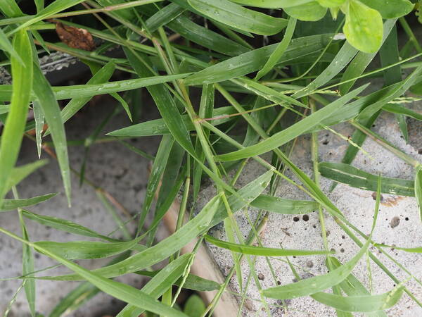 Urochloa distachyos Plant