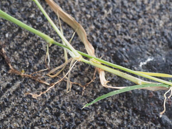 Urochloa distachyos Plant