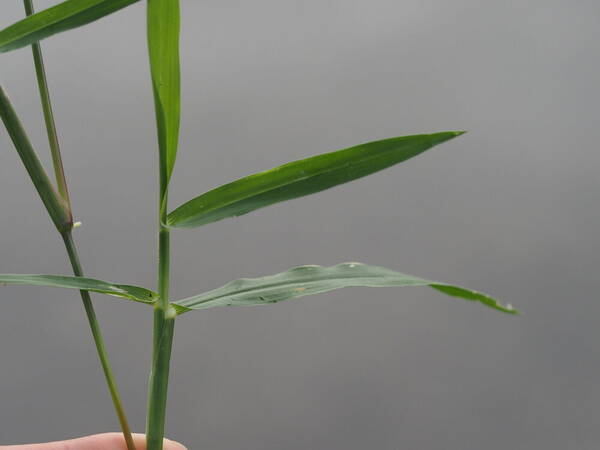 Urochloa distachyos Plant