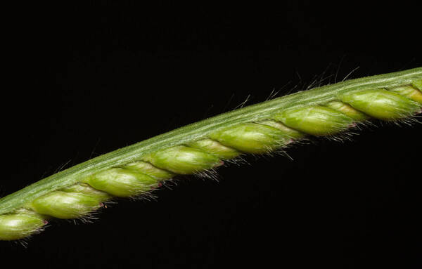 Urochloa eminii Spikelets