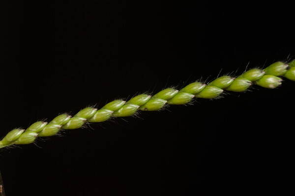 Urochloa eminii Spikelets