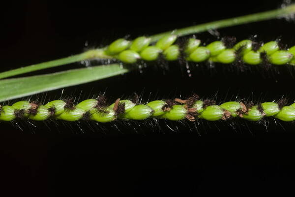 Urochloa eminii Spikelets