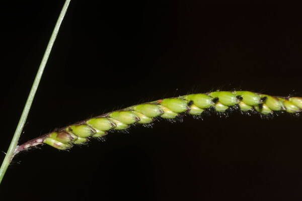 Urochloa eminii Spikelets