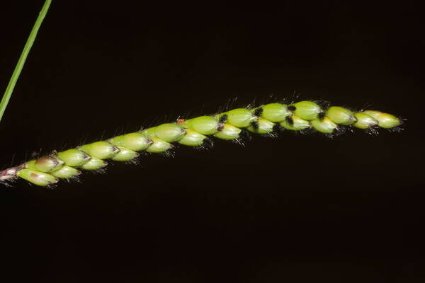 Urochloa eminii Spikelets