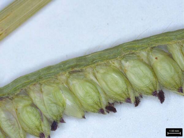 Urochloa eminii Spikelets