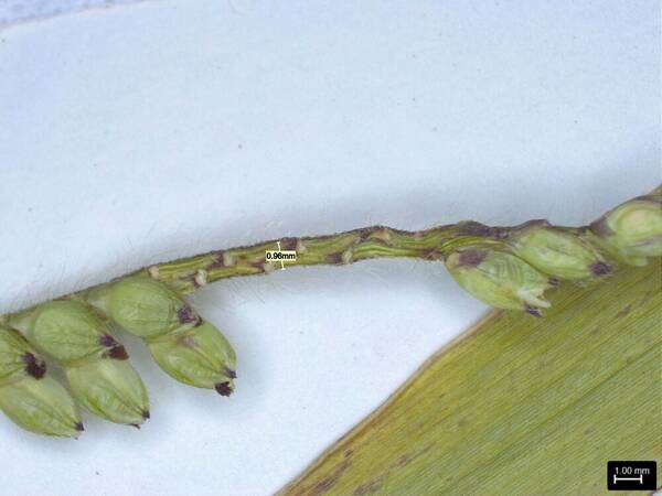 Urochloa eminii Spikelets