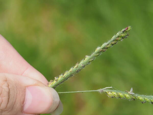 Urochloa eminii Spikelets