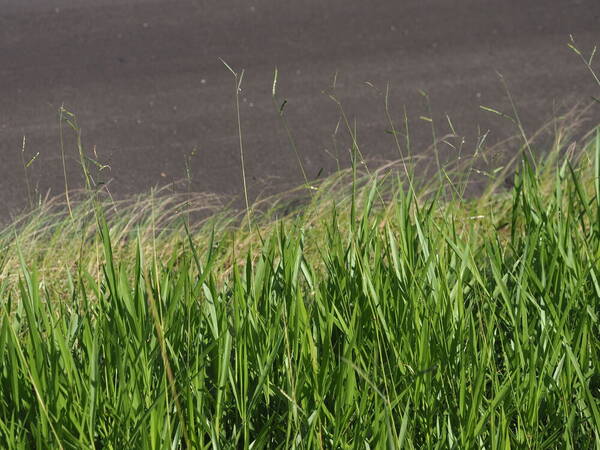 Urochloa eminii Habit