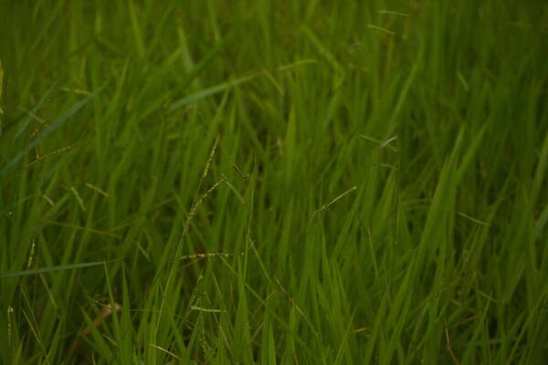 Urochloa eminii Habit