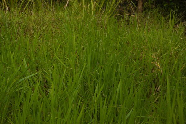 Urochloa eminii Habit