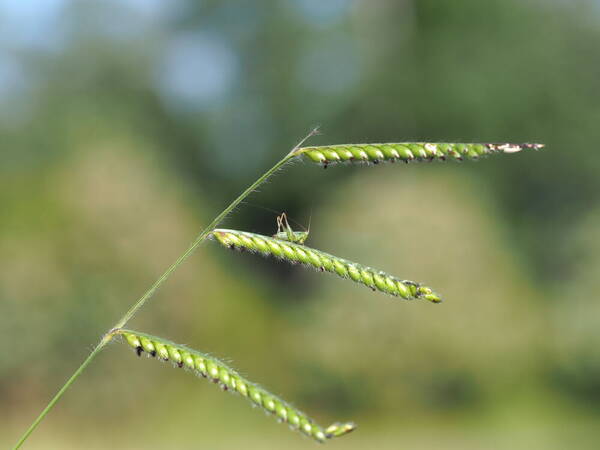 Urochloa eminii Inflorescence