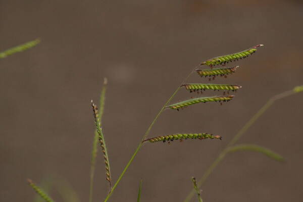 Urochloa eminii Inflorescence