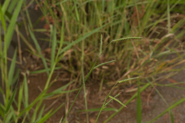 Urochloa eminii Inflorescence