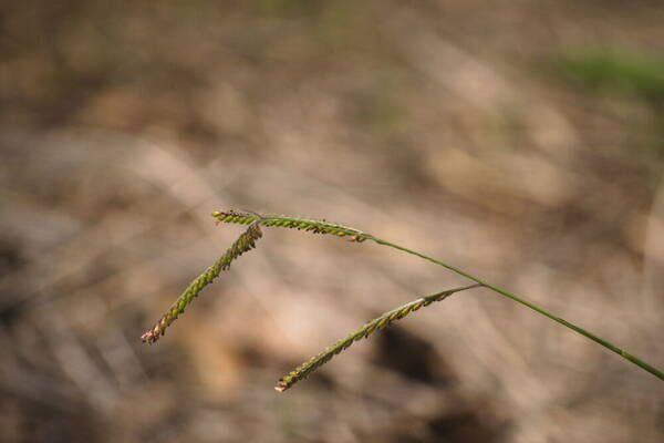 Urochloa eminii Inflorescence