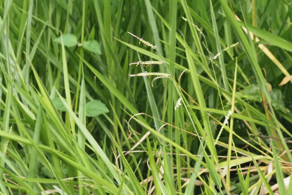 Urochloa eminii Inflorescence