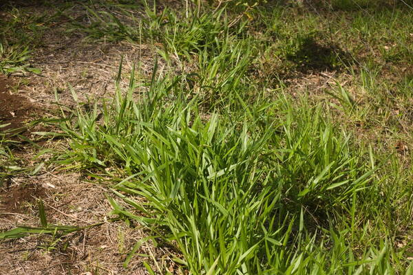 Urochloa eminii Plant