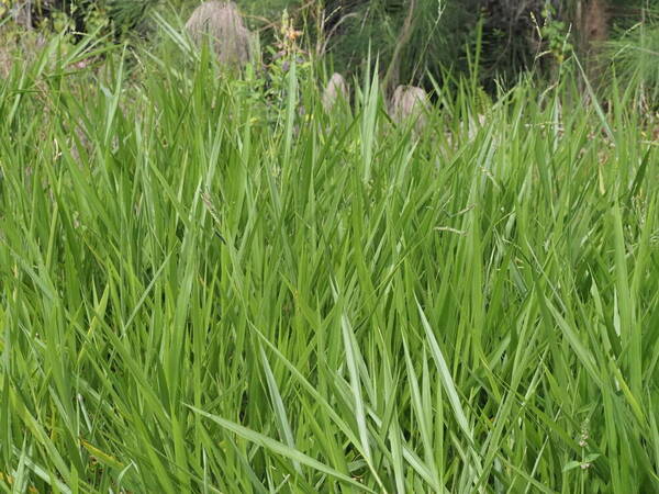 Urochloa eminii Plant