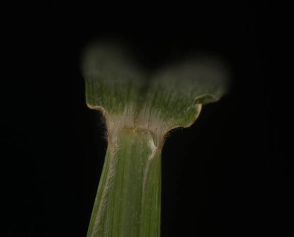 Urochloa glumaris Collar