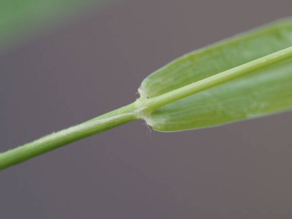 Urochloa glumaris Collar