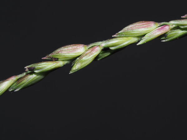 Urochloa glumaris Spikelets