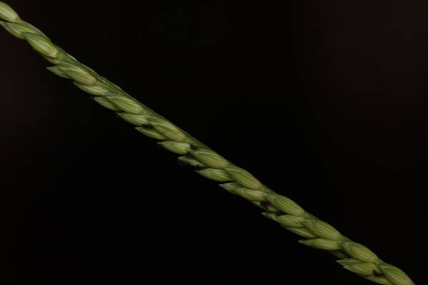 Urochloa glumaris Spikelets