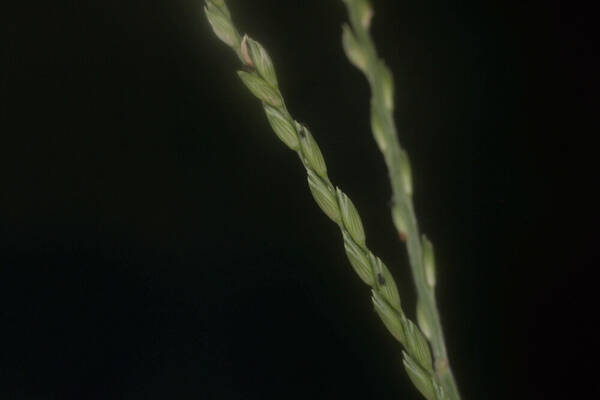 Urochloa glumaris Spikelets