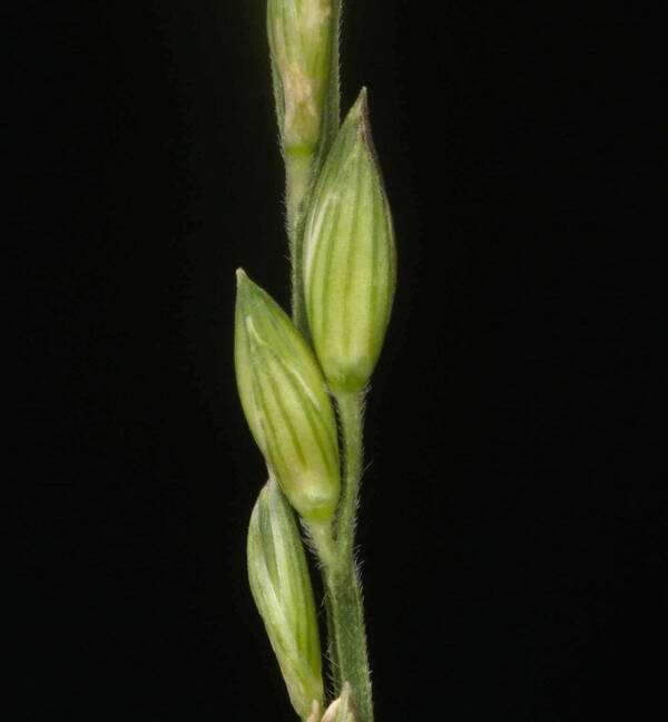 Urochloa glumaris Spikelets