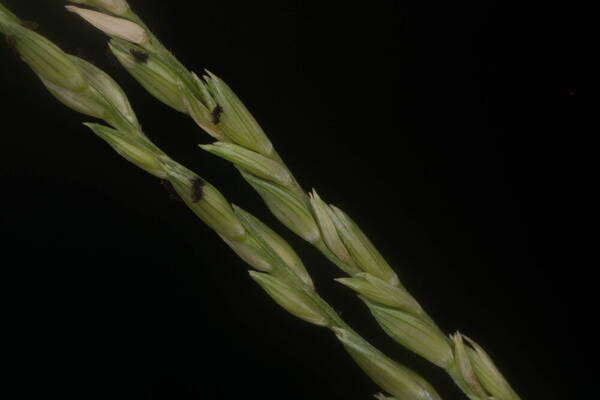 Urochloa glumaris Spikelets