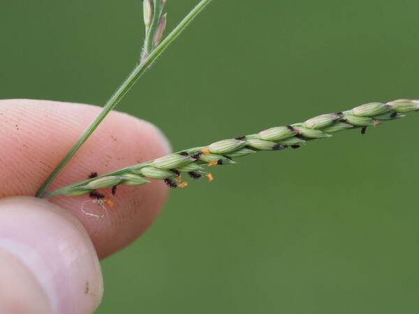 Urochloa glumaris Spikelets