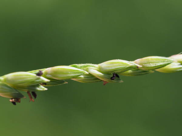 Urochloa glumaris Spikelets