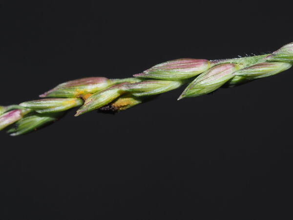 Urochloa glumaris Spikelets