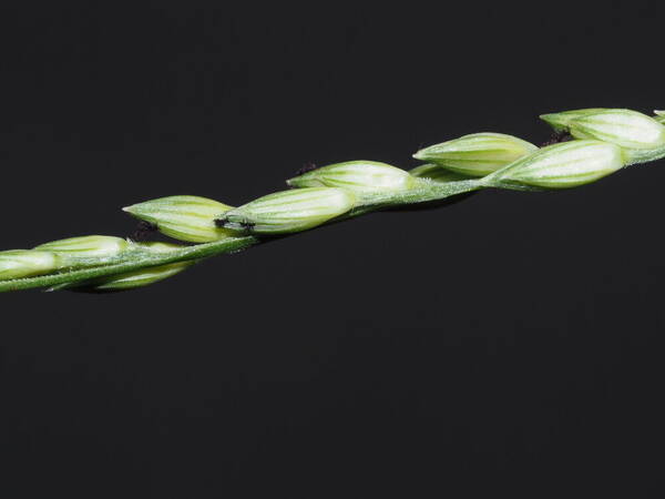 Urochloa glumaris Spikelets