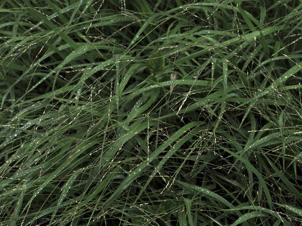 Urochloa glumaris Habit