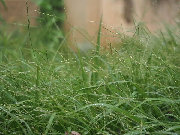 Urochloa glumaris Habit