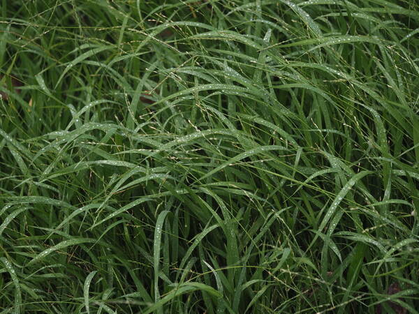 Urochloa glumaris Habit