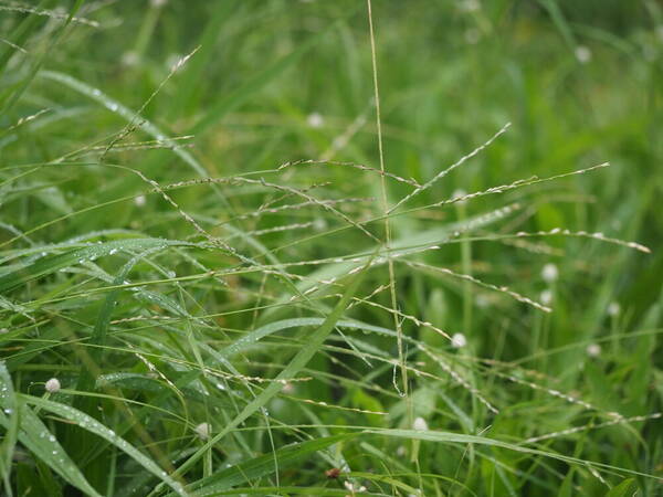 Urochloa glumaris Habit