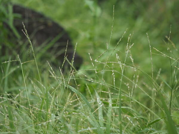 Urochloa glumaris Habit