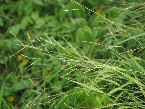 Urochloa glumaris Habit