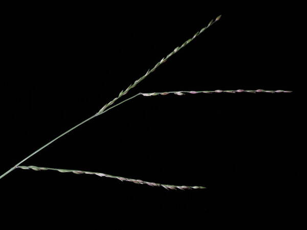 Urochloa glumaris Inflorescence