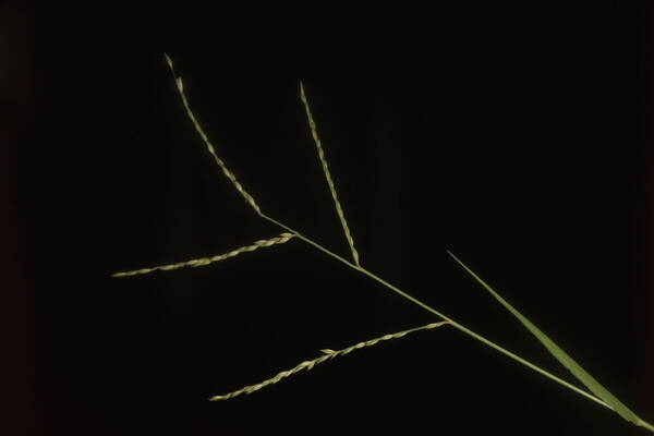 Urochloa glumaris Inflorescence