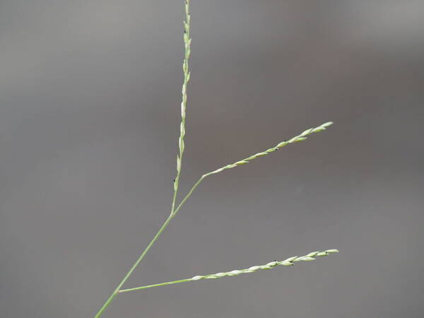 Urochloa glumaris Inflorescence