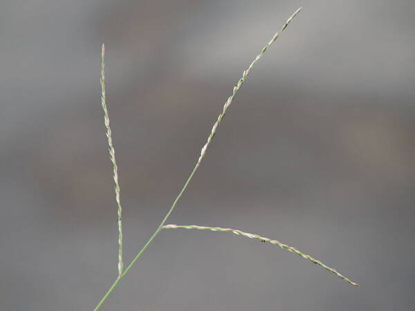 Urochloa glumaris Inflorescence